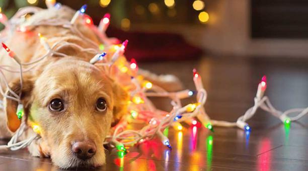 Las mascotas son sensibles a varios ingredientes que se encuentran en las cenas navideñas. Foto: ingimage